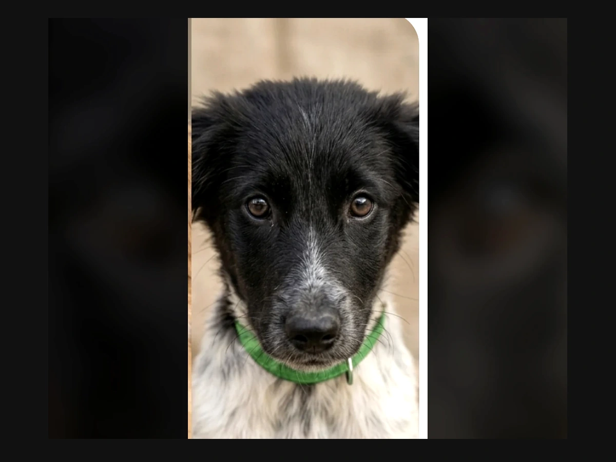 Neguinho - Rescued after being abandoned and hit by a car. He survived… but still needs care and recovery.