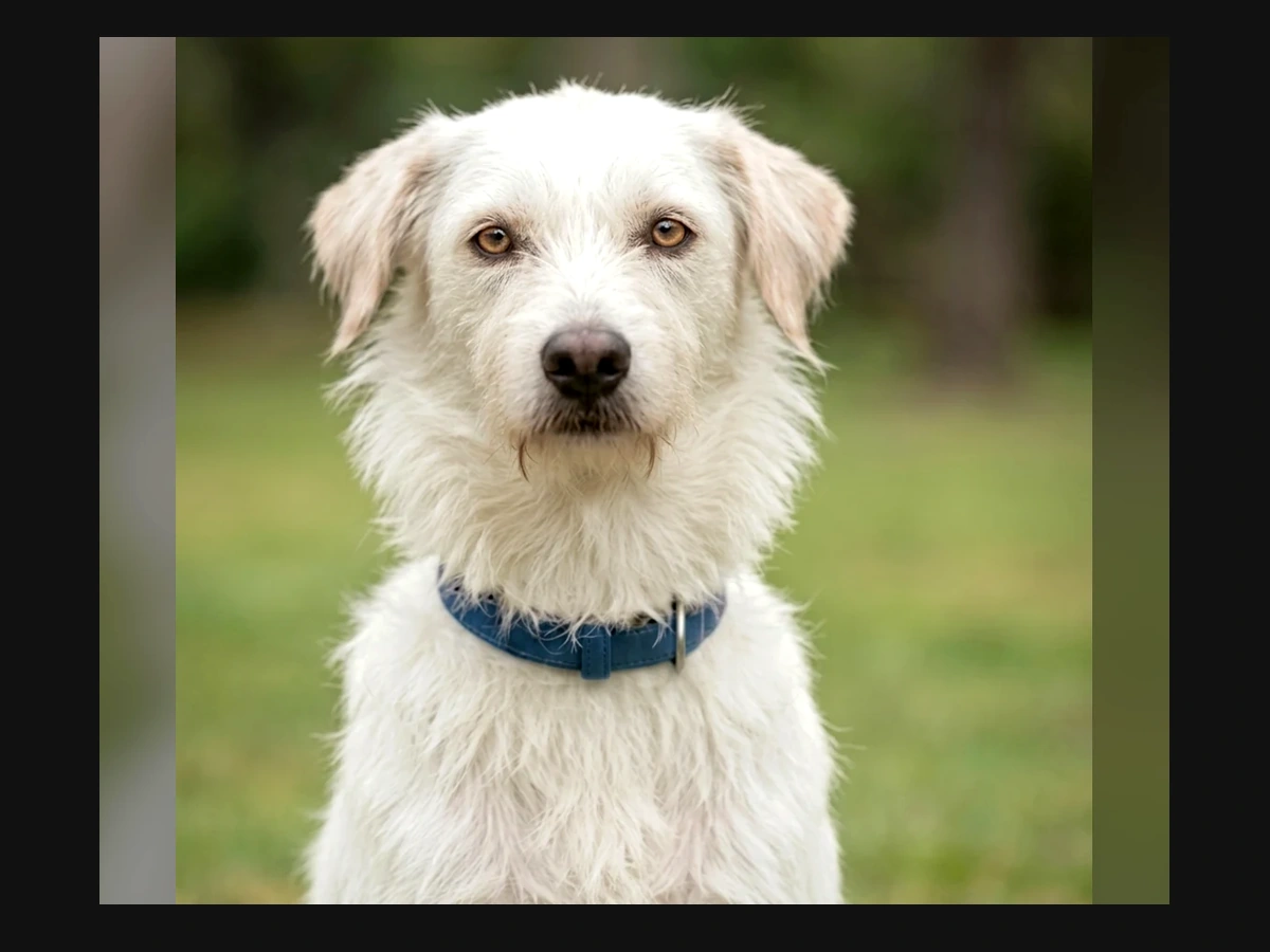 Snoopy - Healthy and full of love. He reminds us every day why we keep going. He just needs food, care… and a safe home.